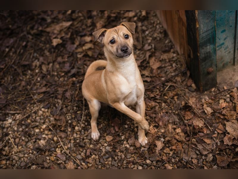 Kalle sucht ein Zuhause