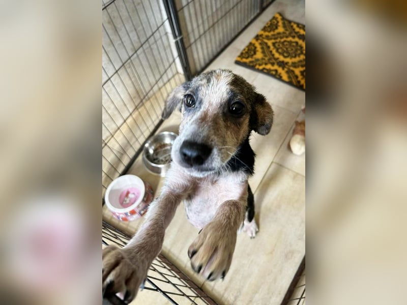 Abby: Hundekind sucht ein Zuhause Abby: Hundekind sucht ein Zuhause