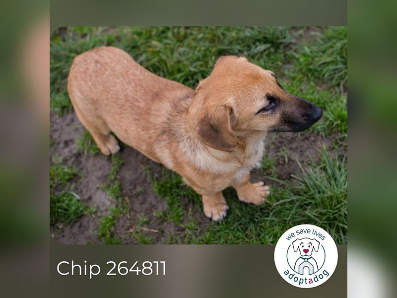 Chip 264811 sucht ein Zuhause