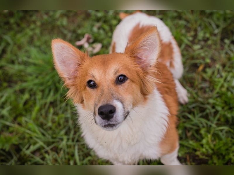 Chip 256143: Hundekind sucht ein Zuhause Chip 256143: Hundekind sucht ein Zuhause