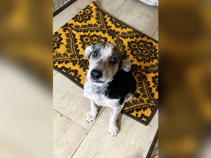 Abby: Hundekind sucht ein Zuhause Abby: Hundekind sucht ein Zuhause