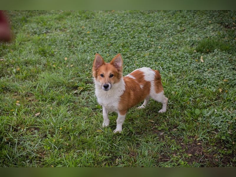 Chip 256143: Hundekind sucht ein Zuhause Chip 256143: Hundekind sucht ein Zuhause