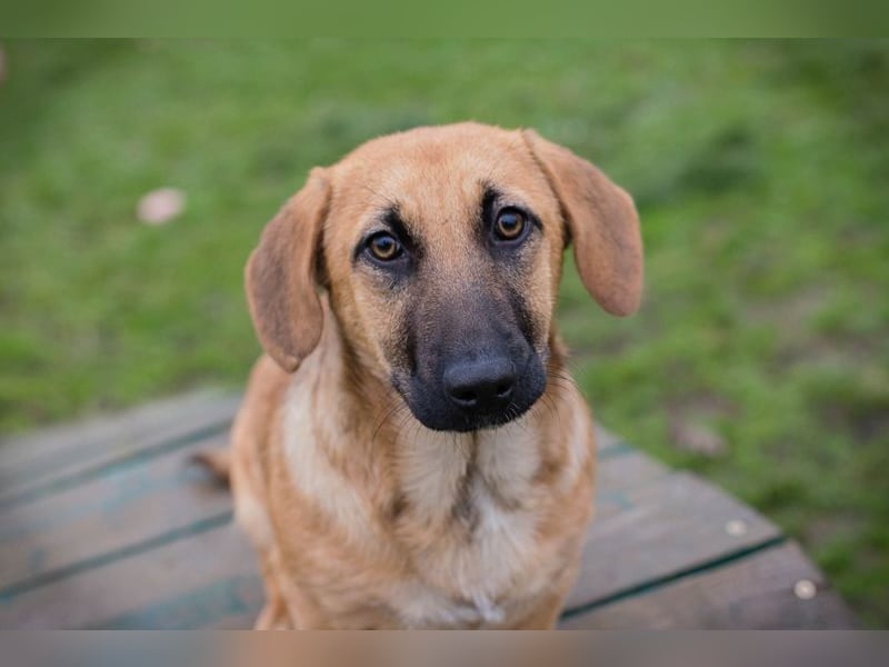 Chip 264811 sucht ein Zuhause