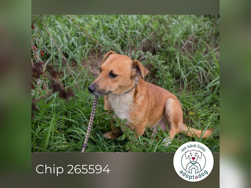 Chip 265594: Sucht ein Zuhause Chip 265594: Sucht ein Zuhause