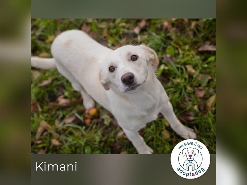 Kimani: Hundekind sucht ein Zuhause