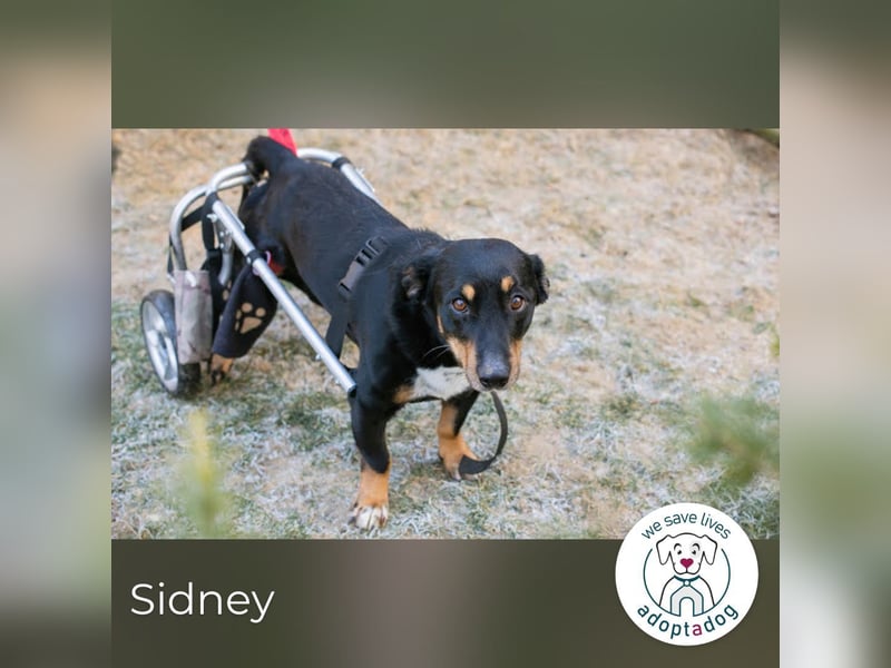 Sidney: Ein Wunder auf vier Pfoten