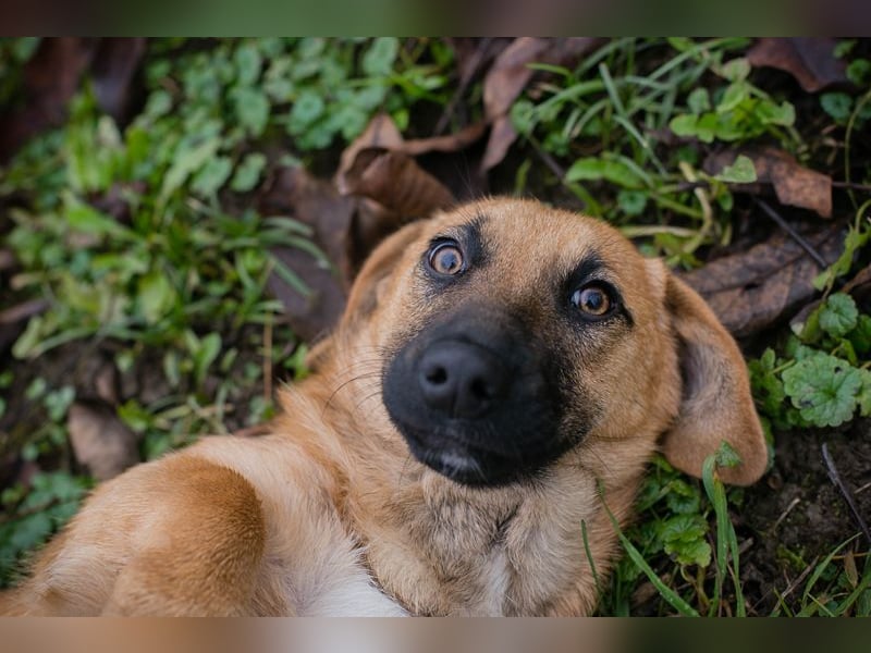 Chip 264811 sucht ein Zuhause