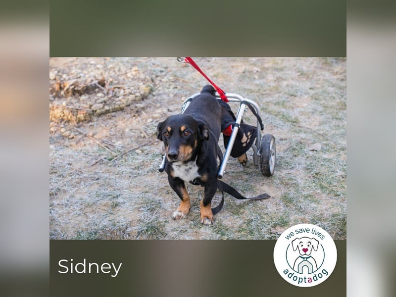 Sidney: Ein Wunder auf vier Pfoten