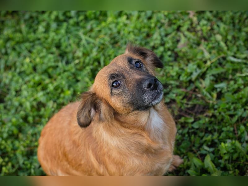 Maika sucht ein Zuhause