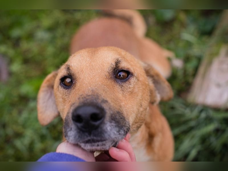 Chip 265594: Sucht ein Zuhause Chip 265594: Sucht ein Zuhause