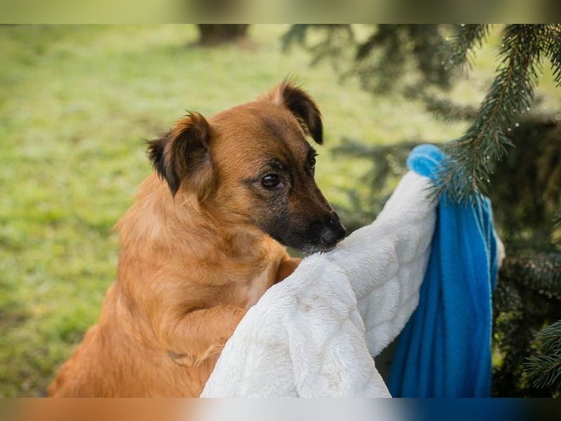 Maika sucht ein Zuhause