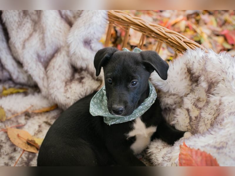 Chip 274368: Hundekind sucht ein Zuhause  Mama Nada