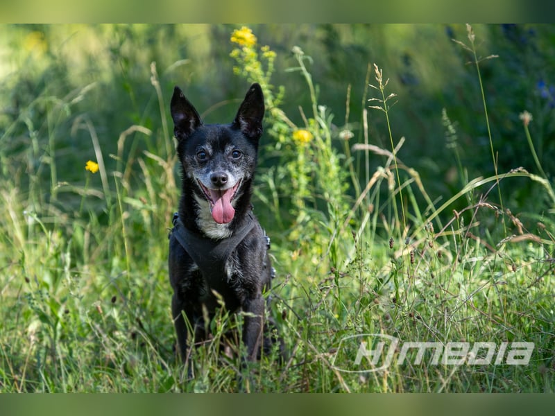 Kleiner Mischling, 12 Jahre, sucht dringend erfahrene Menschen.