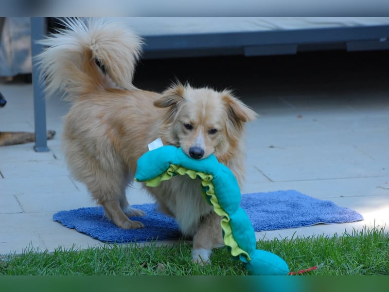 Loki