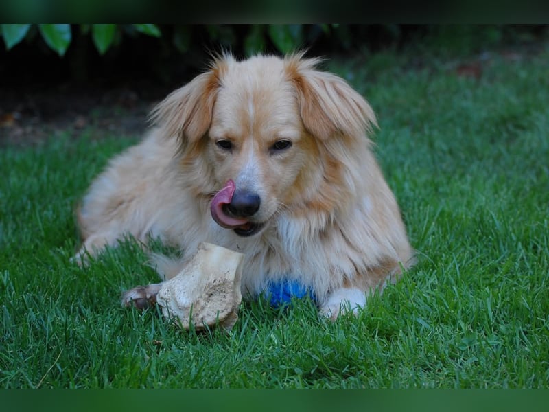 Loki