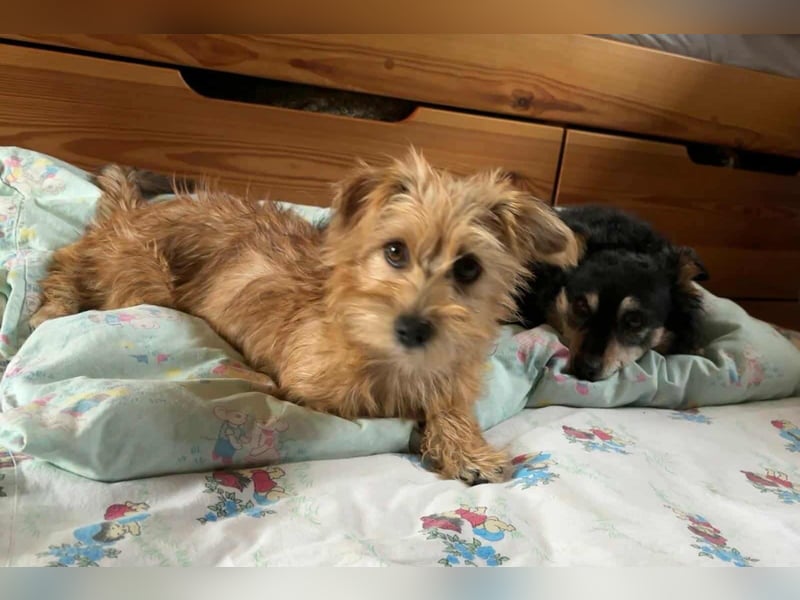 Möhre - supersüß.kuschelig&fröhlich