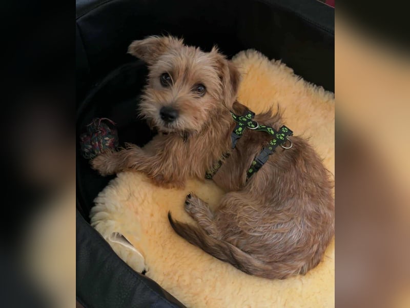 Möhre - supersüß.kuschelig&fröhlich