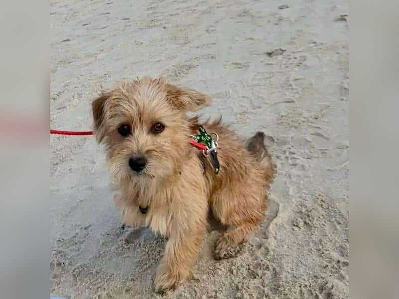 Möhre - supersüß.kuschelig&fröhlich