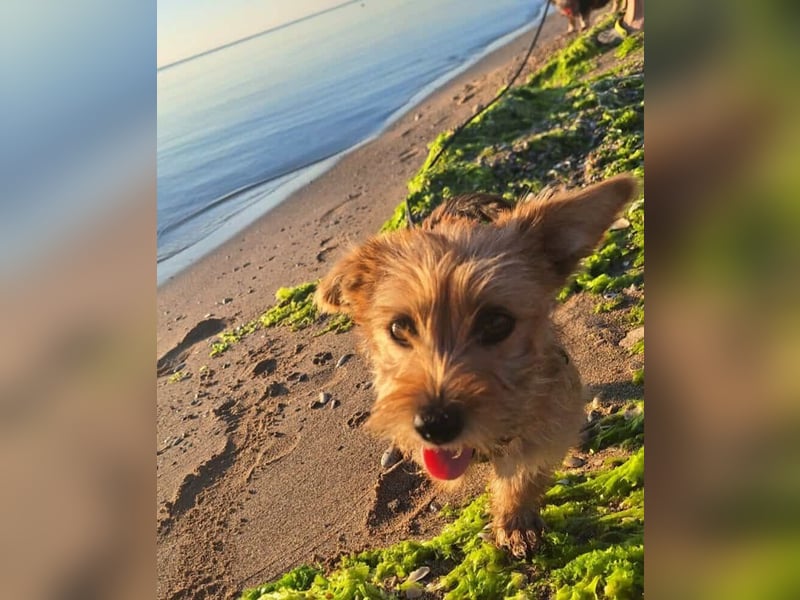 Möhre - supersüß.kuschelig&fröhlich