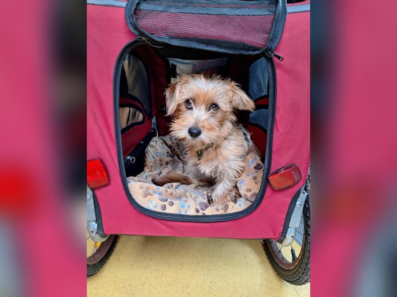 Möhre - supersüß.kuschelig&fröhlich