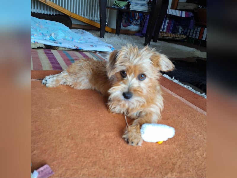 Möhre - supersüß.kuschelig&fröhlich