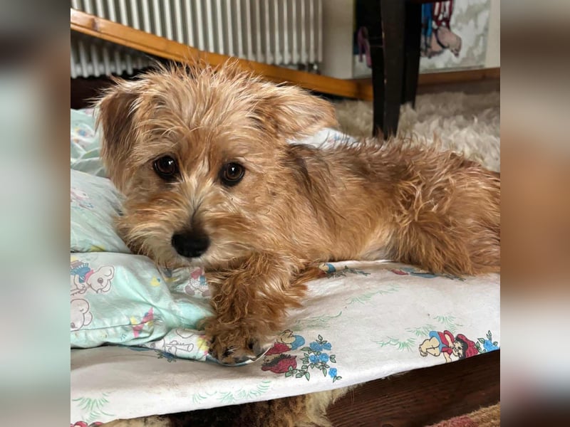 Möhre - supersüß.kuschelig&fröhlich