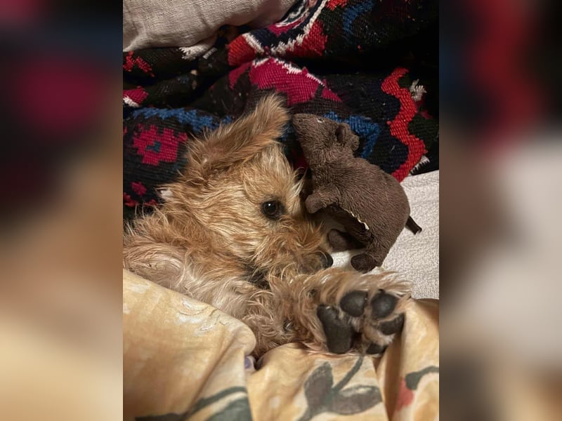 Möhre - supersüß.kuschelig&fröhlich