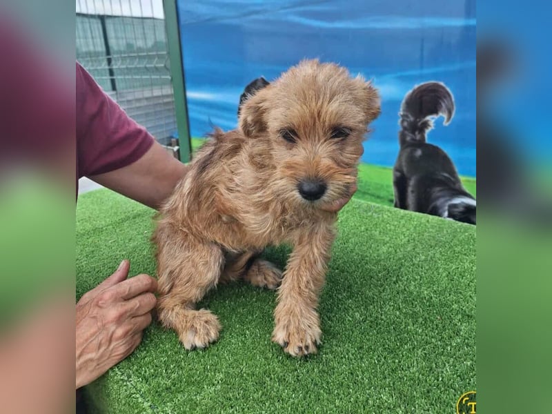 Möhre - supersüß.kuschelig&fröhlich