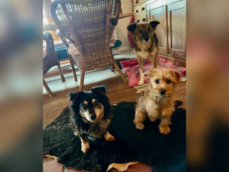 Möhre - supersüß.kuschelig&fröhlich