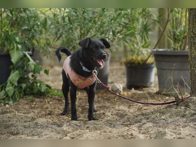Sandy – kleiner Wirbelwind sucht Zuhause❤️