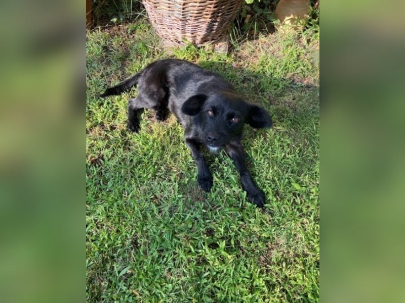 Sandy – kleiner Wirbelwind sucht Zuhause❤️