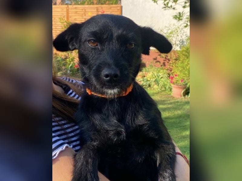 Sandy – kleiner Wirbelwind sucht Zuhause❤️