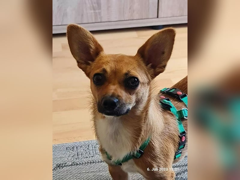 Kleines Herz, große Liebe: Bonny wartet auf dich