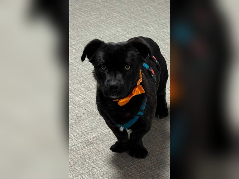 CHAPY - Der schwarzgetigerte Entdecker