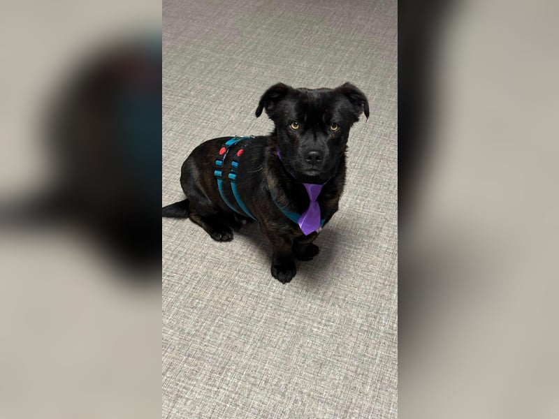 CHAPY - Der schwarzgetigerte Entdecker