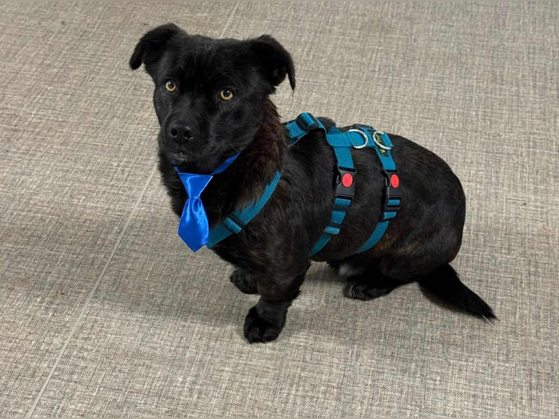 CHAPY - Der schwarzgetigerte Entdecker