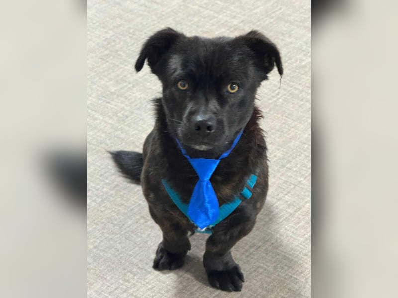 CHAPY - Der schwarzgetigerte Entdecker