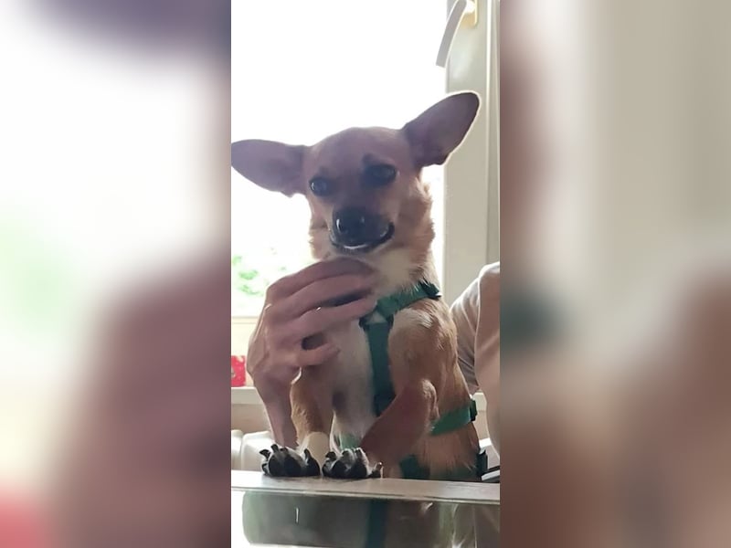 Kleines Herz, große Liebe: Bonny wartet auf dich