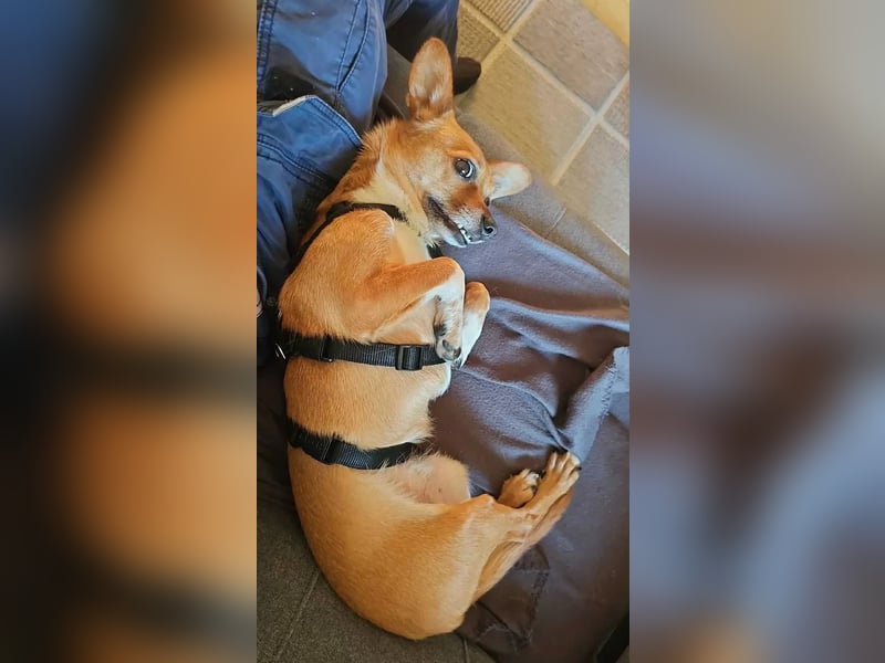 Kleines Herz, große Liebe: Bonny wartet auf dich