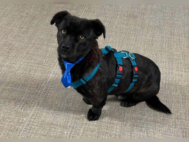 CHAPY - Der schwarzgetigerte Entdecker