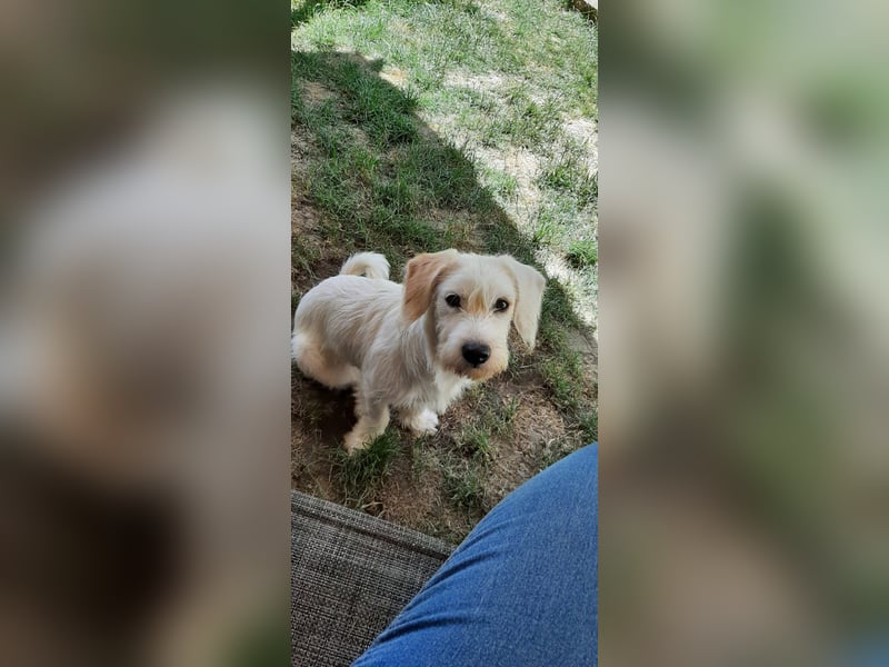aufgeweckte Terrier-Hündin sucht liebevolles Zuhause