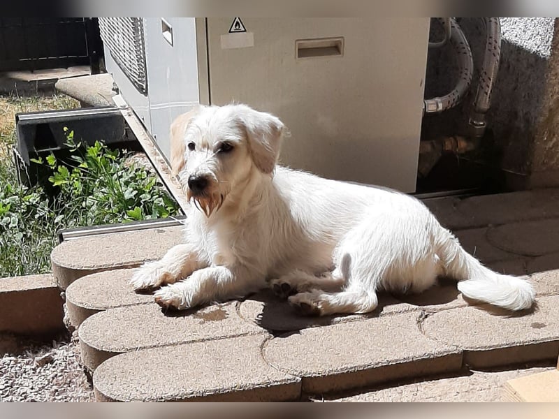 aufgeweckte Terrier-Hündin sucht liebevolles Zuhause