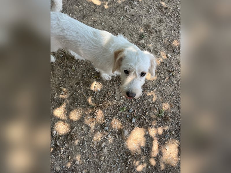 aufgeweckte Terrier-Hündin sucht liebevolles Zuhause