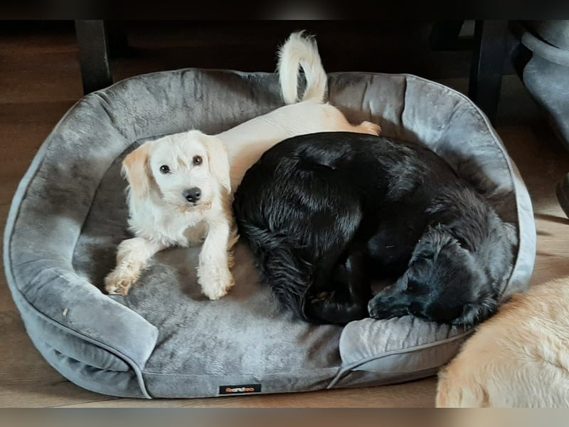 aufgeweckte Terrier-Hündin sucht liebevolles Zuhause