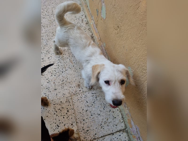 aufgeweckte Terrier-Hündin sucht liebevolles Zuhause