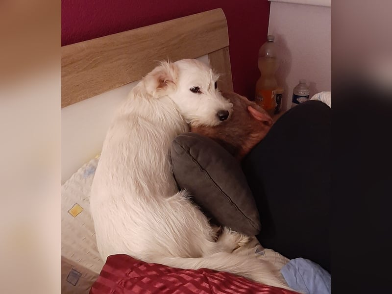 aufgeweckte Terrier-Hündin sucht liebevolles Zuhause