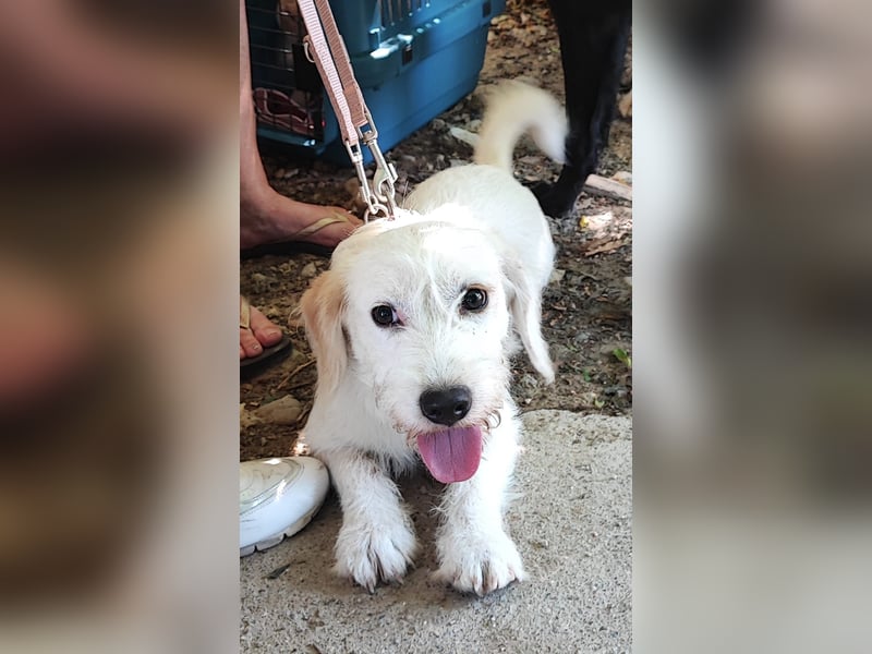aufgeweckte Terrier-Hündin sucht liebevolles Zuhause