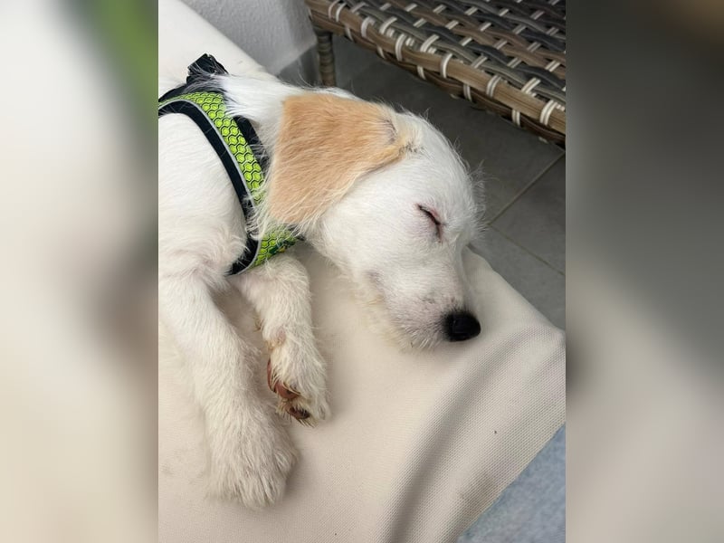 aufgeweckte Terrier-Hündin sucht liebevolles Zuhause