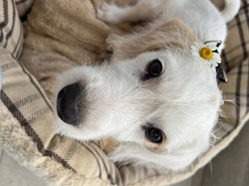 aufgeweckte Terrier-Hündin sucht liebevolles Zuhause
