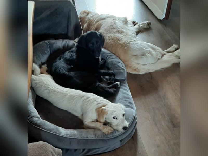 aufgeweckte Terrier-Hündin sucht liebevolles Zuhause